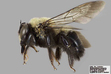 [Xylocopa virginica male (lateral/side view) thumbnail]